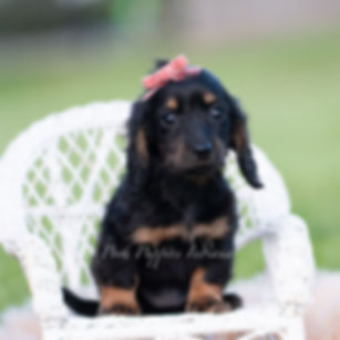 Tootsie 🩷 AKC Miniature Dachshund -Female