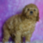 Thumbnail: Buddy 💙 F1BB Miniature Goldendoodle- Boy