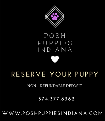 RESERVE YOUR PUPPY .png