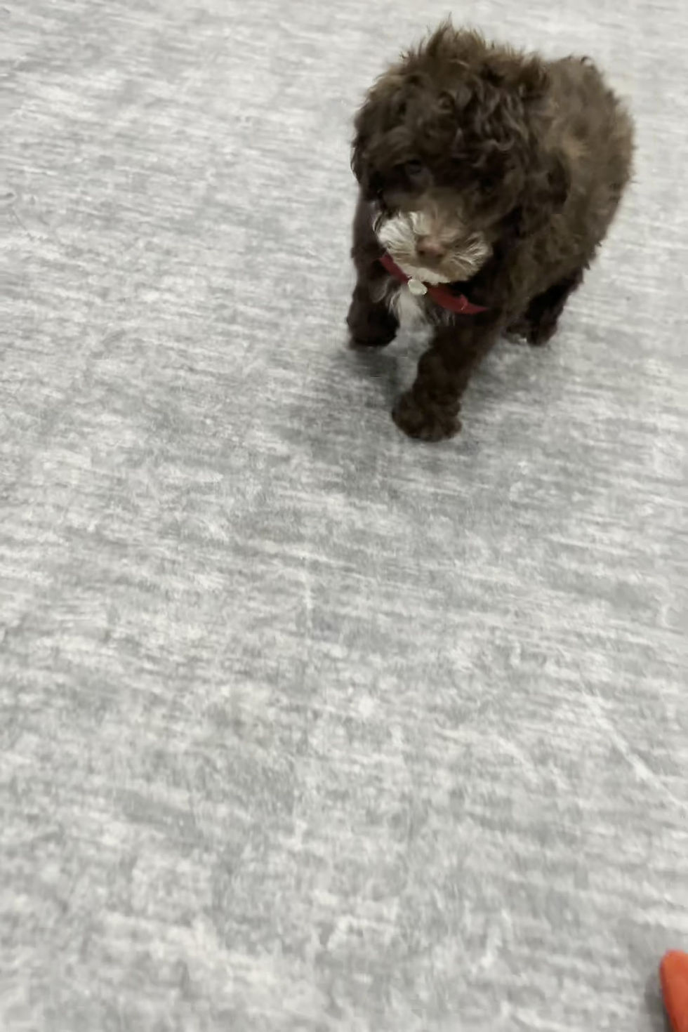 Thumbnail: Punkin 💙 AKC Toy Poodle - MALE