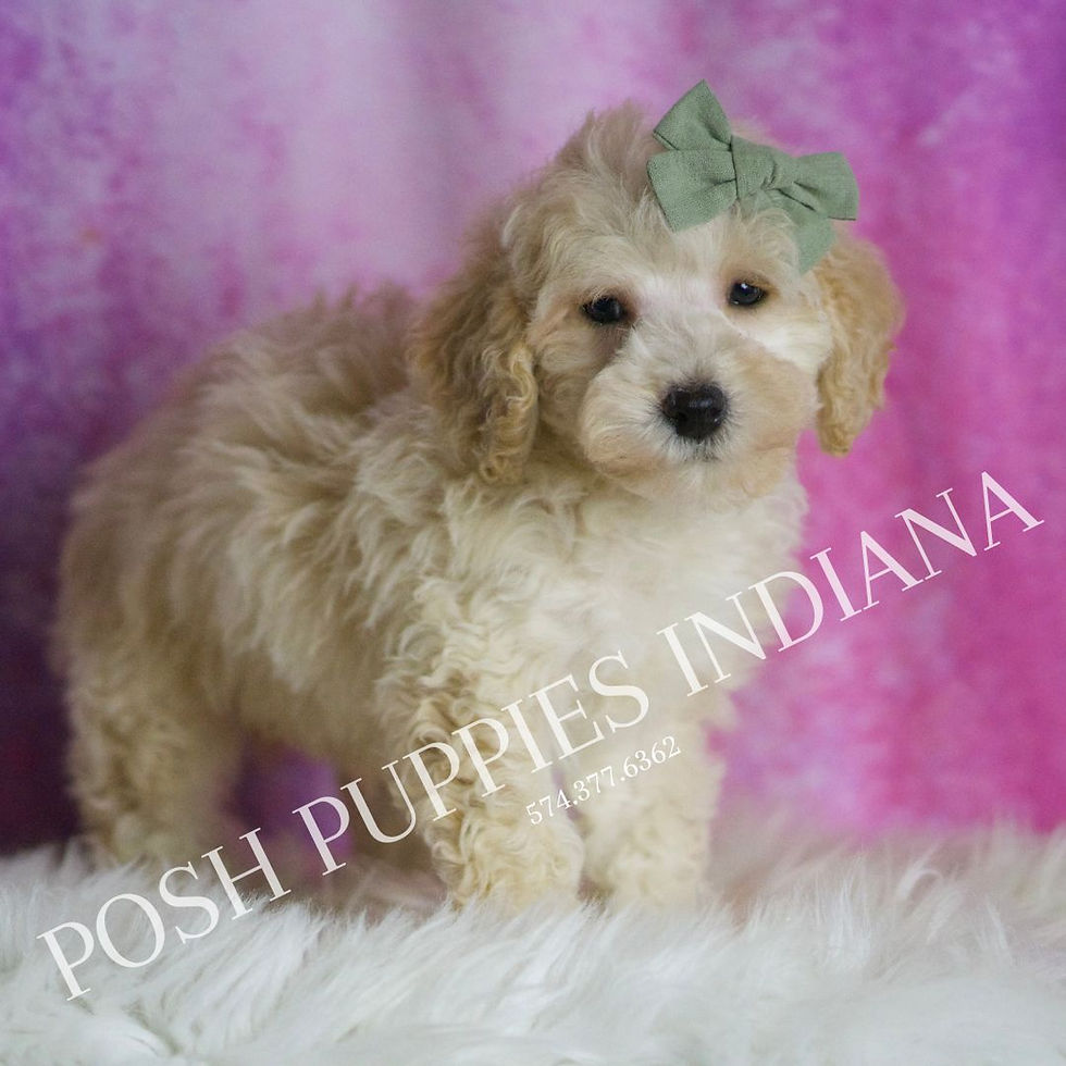 Thumbnail: Gumdrop 🩵 F1B Maltipoo - Boy