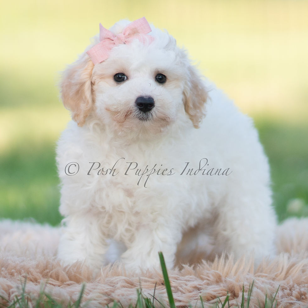 Thumbnail: Nixie🩷 Multigen Miniature Goldendoodle- Girl
