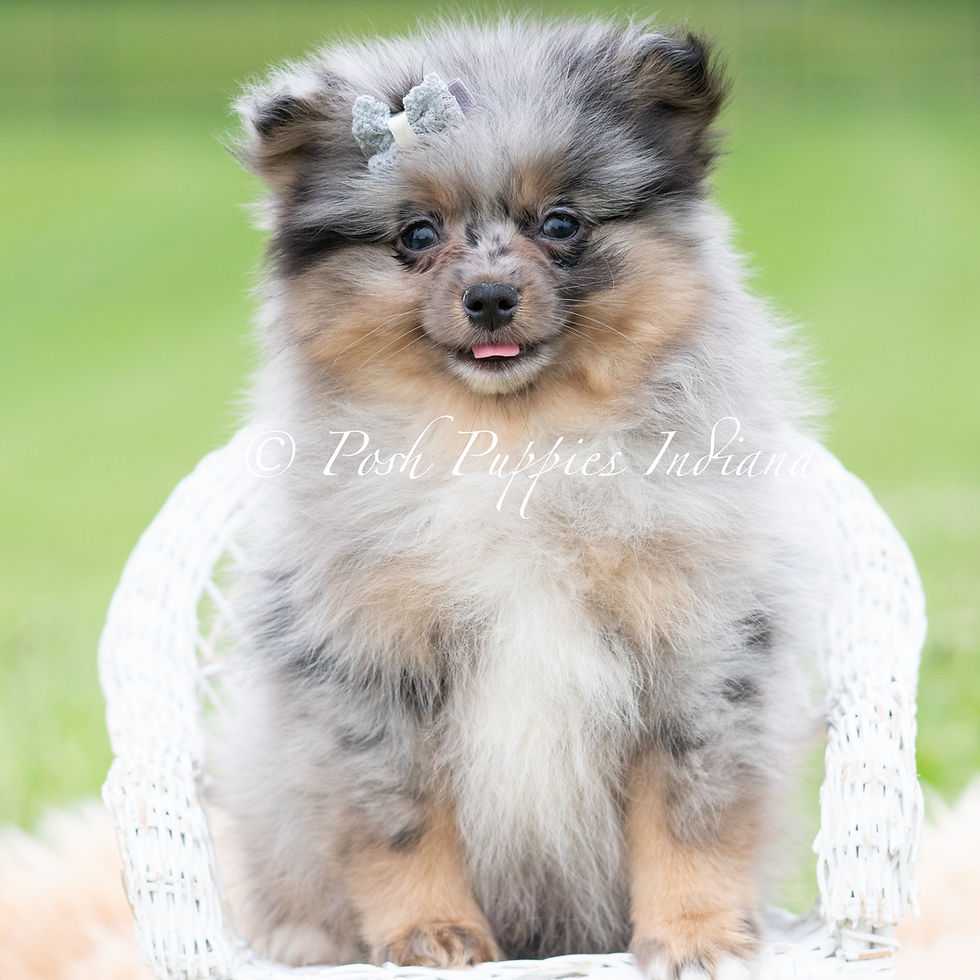 Thumbnail: Cullen  💙  AKC Pomeranian - Male