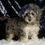 Thumbnail: Mikasa 🩵 AKC Poodle - Boy