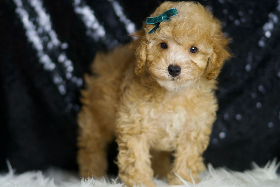 Connor 🩵 AKC Poodle - Boy