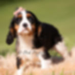 Thumbnail: Indie 🩷 AKC Cavalier King Charles - Female