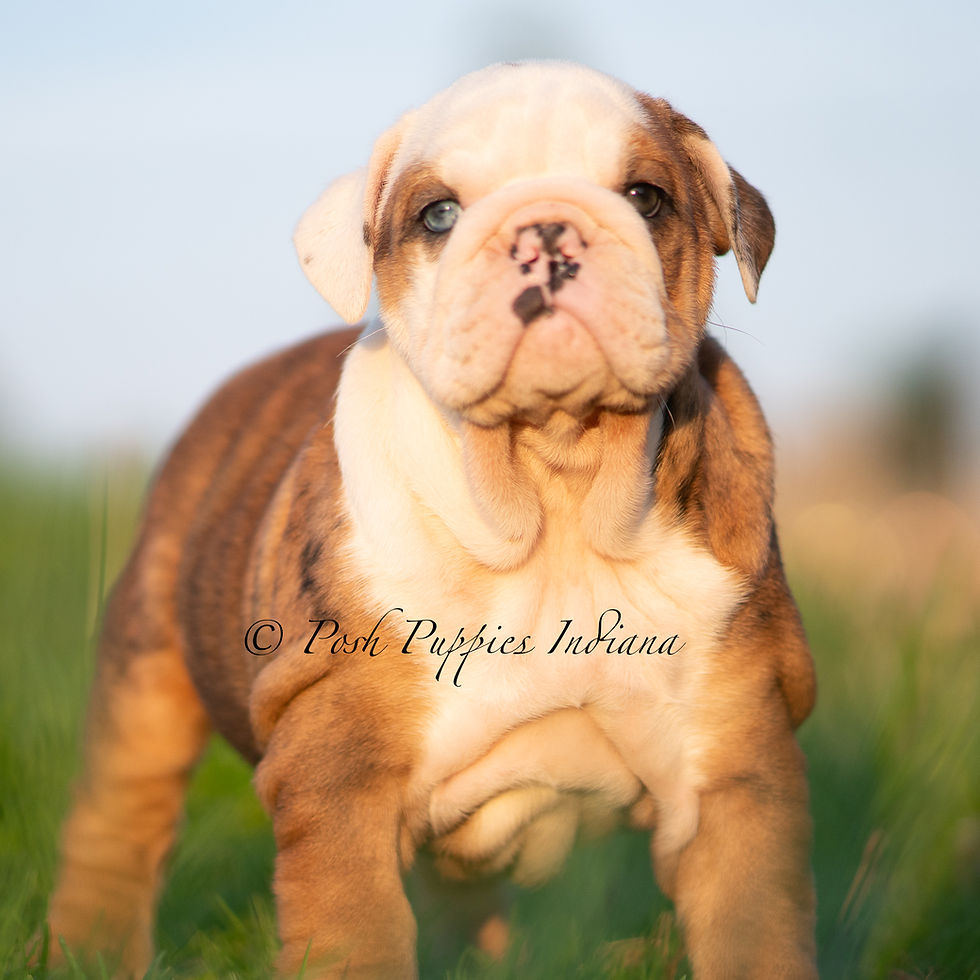 Thumbnail: Athena 🩷 AKC English Bulldog - Female