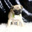 Thumbnail: Muffin 💖 Pug - AKC Female