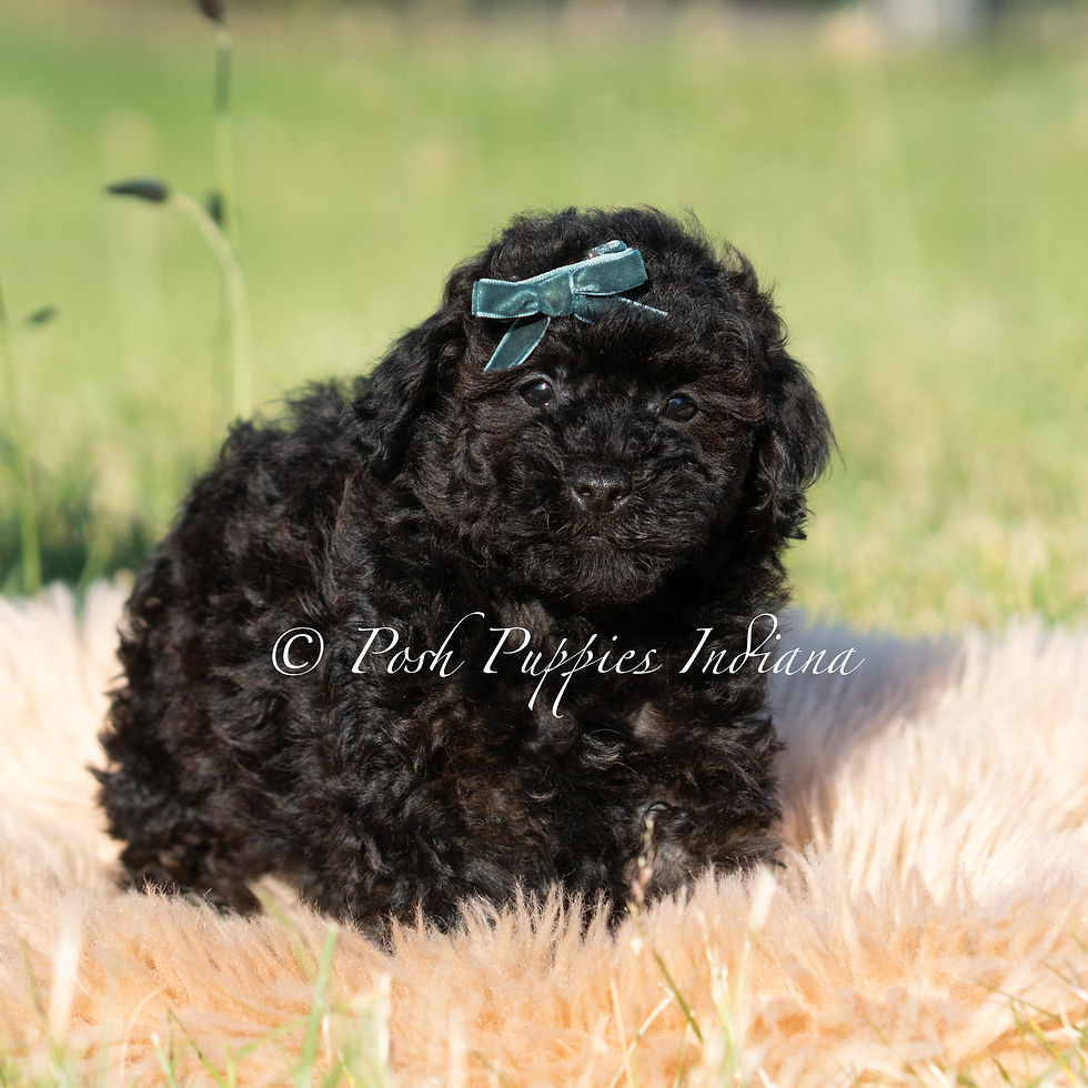 Thumbnail: Niblet 💙 AKC Toy Poodle - Boy