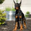 Thumbnail: Zoey 💖 AKC/UABR European Champion Lines Doberman - Girl