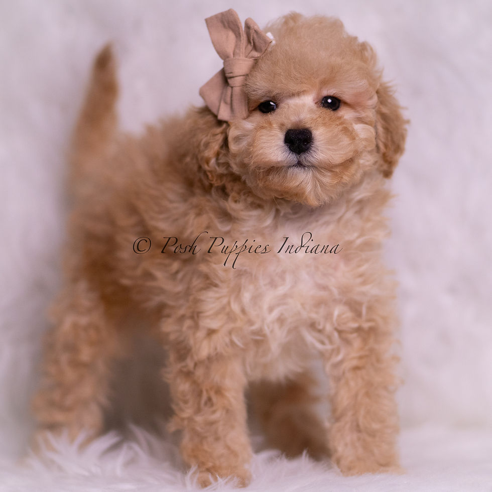Thumbnail: Tink 💙 AKC Toy Poodle - Boy