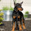 Thumbnail: Zoey 💖 AKC/UABR European Champion Lines Doberman - Girl
