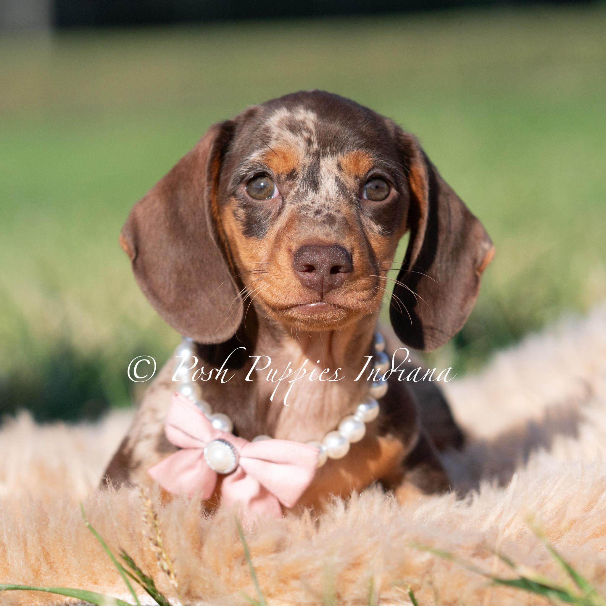 Cosette 🩷 AKC Miniature Dachshund -Female