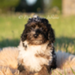 Fudge Swirl 💙 AKC Toy Poodle - Male