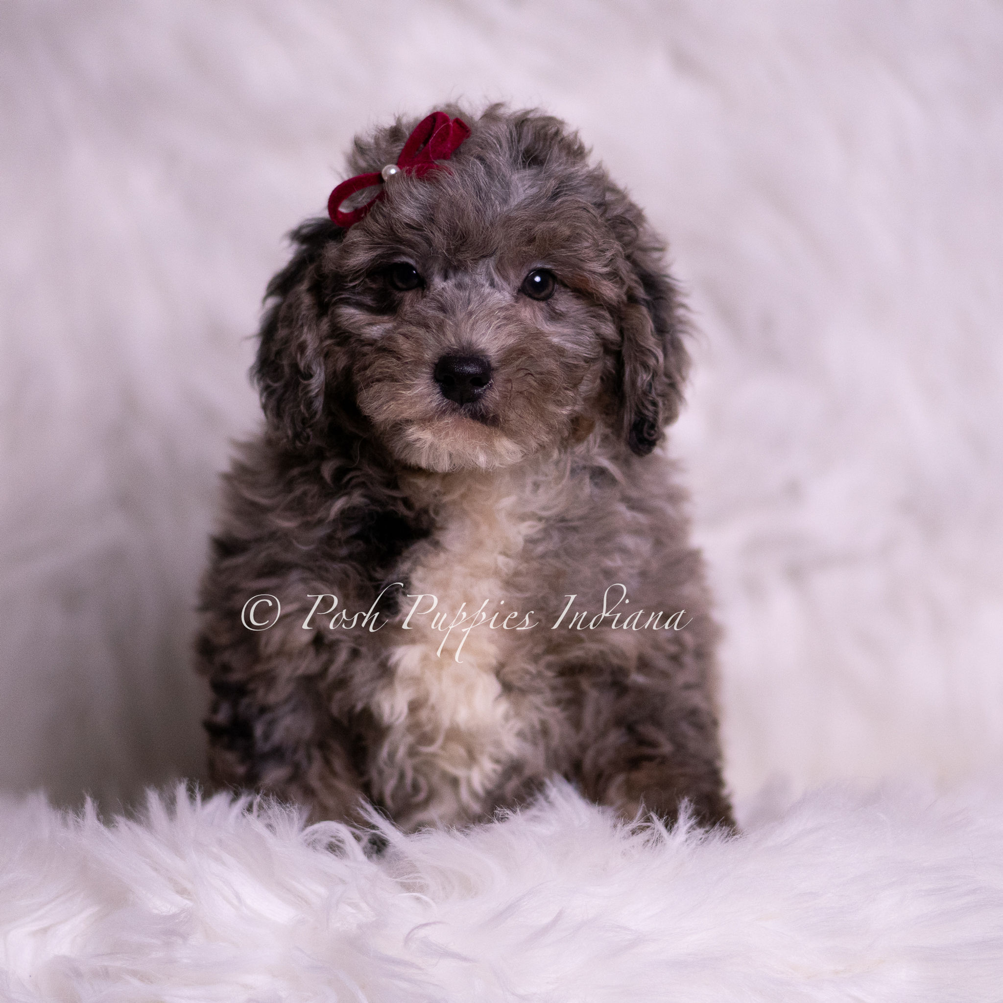 Ventura ๐ Multigen Miniature Goldendoodle- Boy