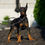 Thumbnail: Dutchess 💖 AKC/UABR European Champion Lines Doberman - Girl