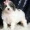 Thumbnail: Vienna 💖 F1BB Mini Goldendoodle - Girl