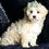 Thumbnail: Skittles 🩵 F1 Maltipoo -Boy