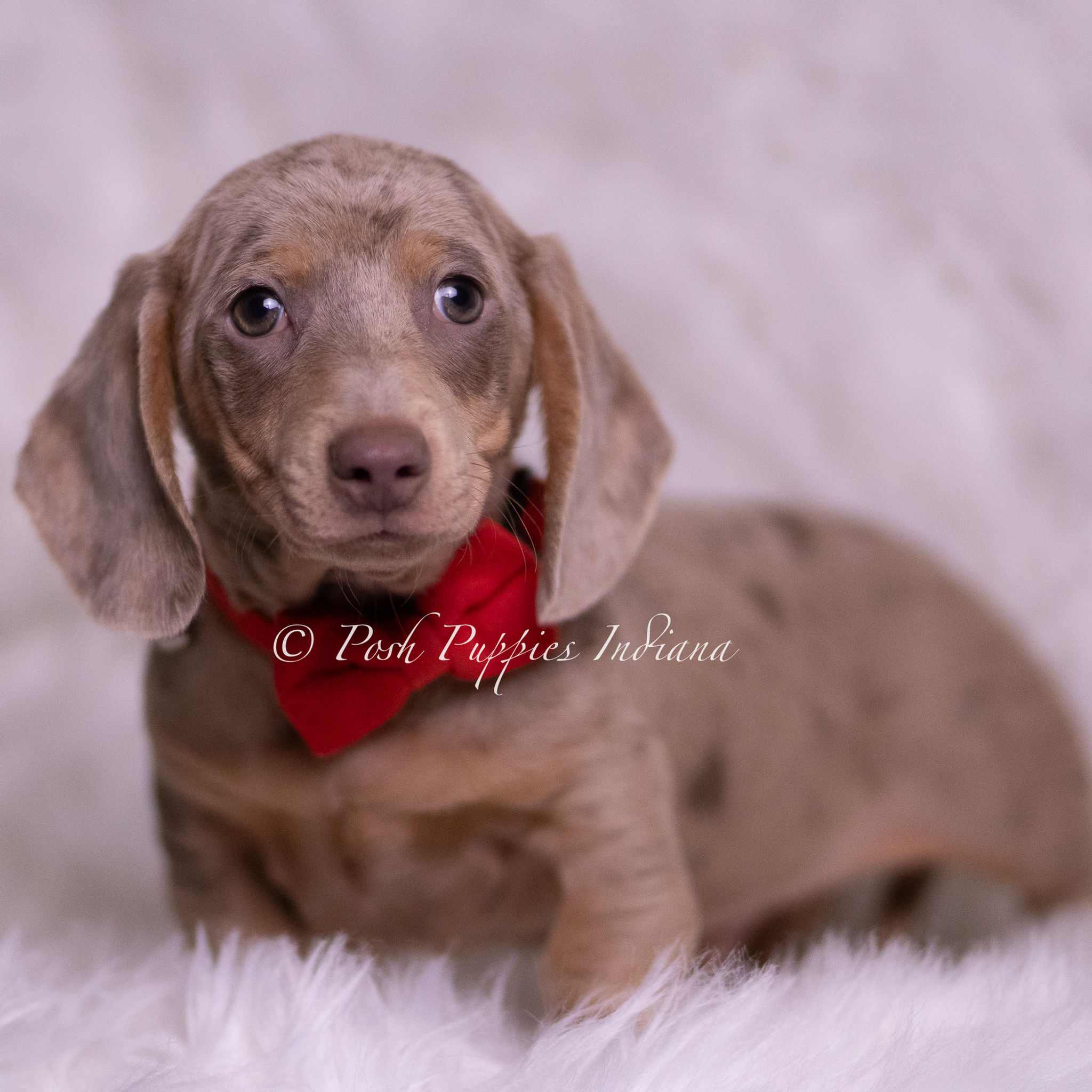 Tonka ๐ ACA Miniature Dachshund -Male