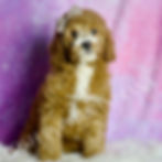 Thumbnail: Frodo 💙 F1BB Miniature Goldendoodle- Boy