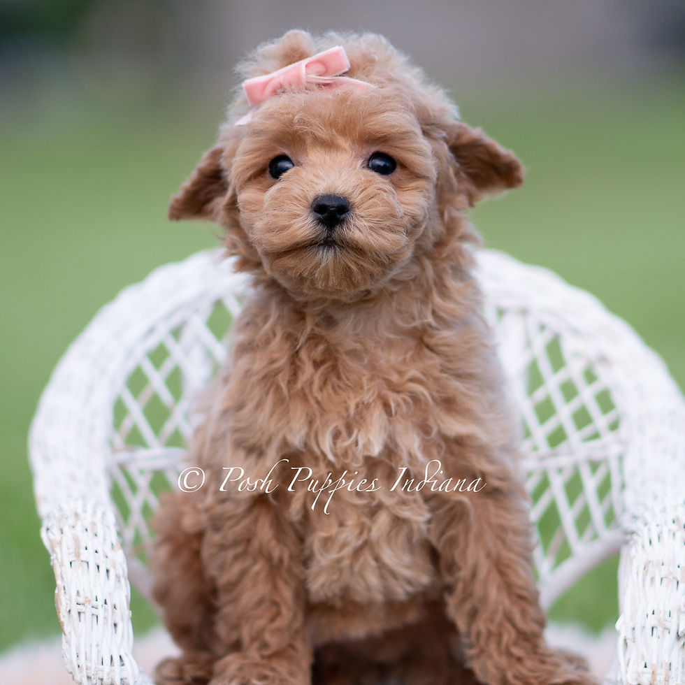 Thumbnail: Journey 🩷  Teacup F1B Maltipoo - Female