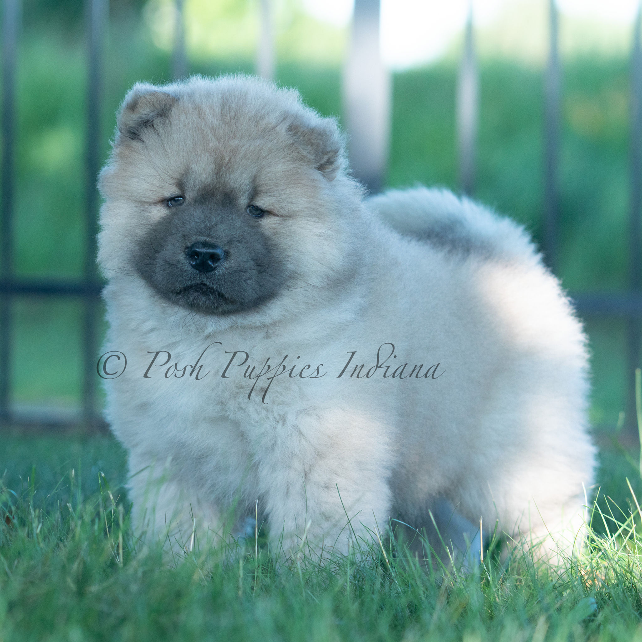 Vision 💙 AKC Chow Chow - Boy