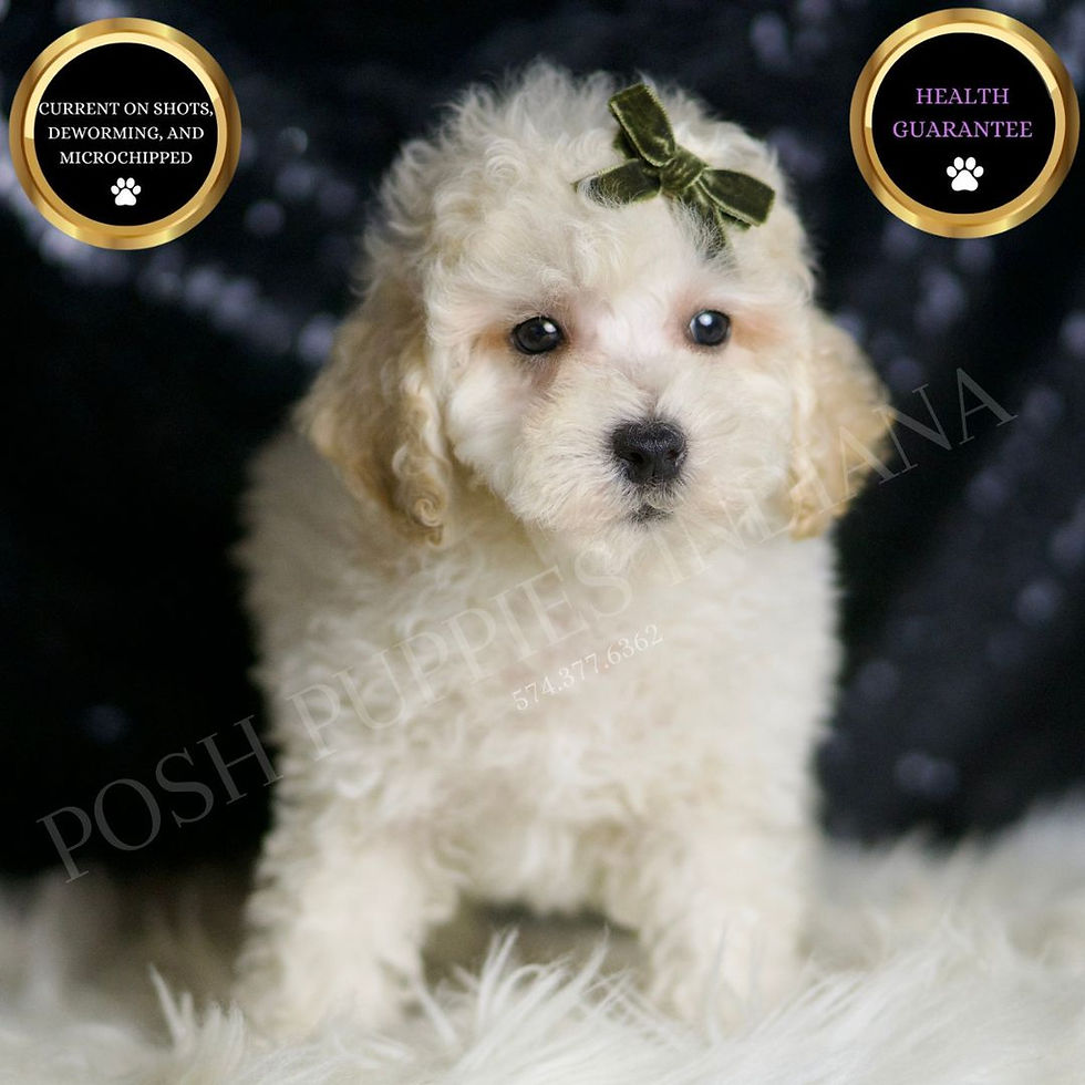 Thumbnail: Liam 🩵 F1B Maltipoo - Boy