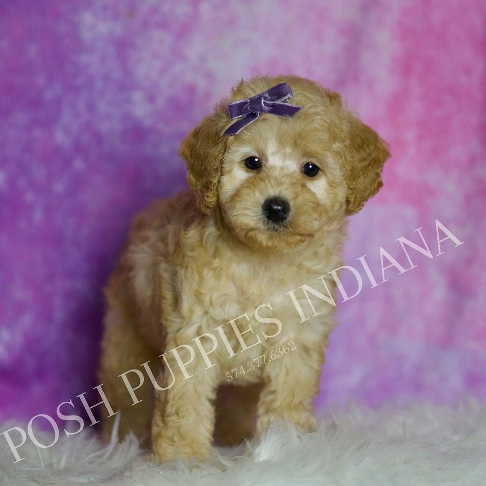 Thumbnail: Fresca 💖 UABR Toy Poodle - Girl