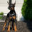 Thumbnail: Nina 💖 AKC/UABR European Champion Lines Doberman - Girl