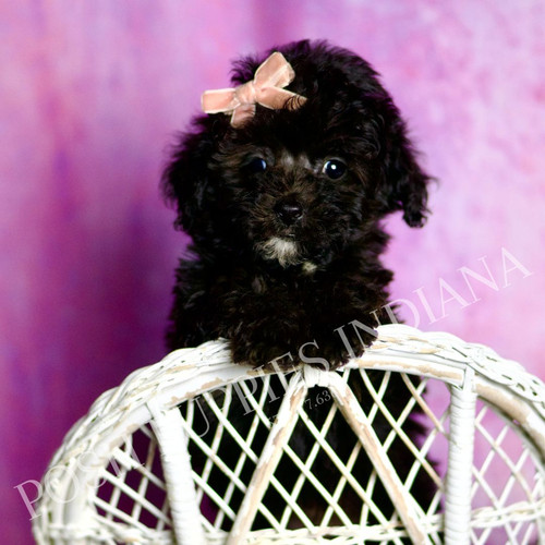 Dee Dee 💖 AKC Toy Poodle - Girl | Posh Puppies Indiana