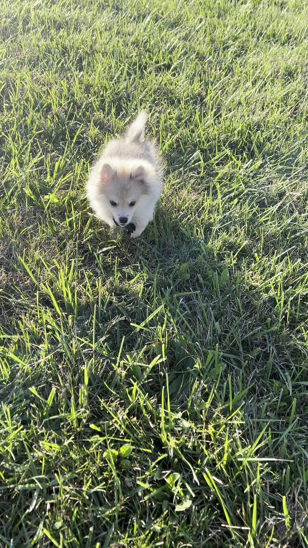 Thumbnail: Cricket 🩵 AKC Pomeranian - Boy