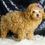 Thumbnail: Pixie 💖 AKC Poodle - Girl