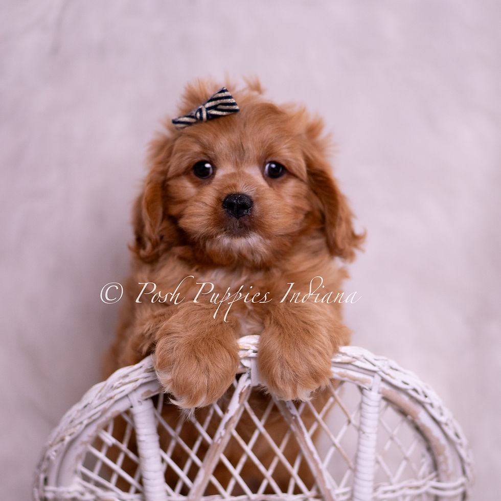 Thumbnail: Victor 💙 F1 Cavapoo - Male