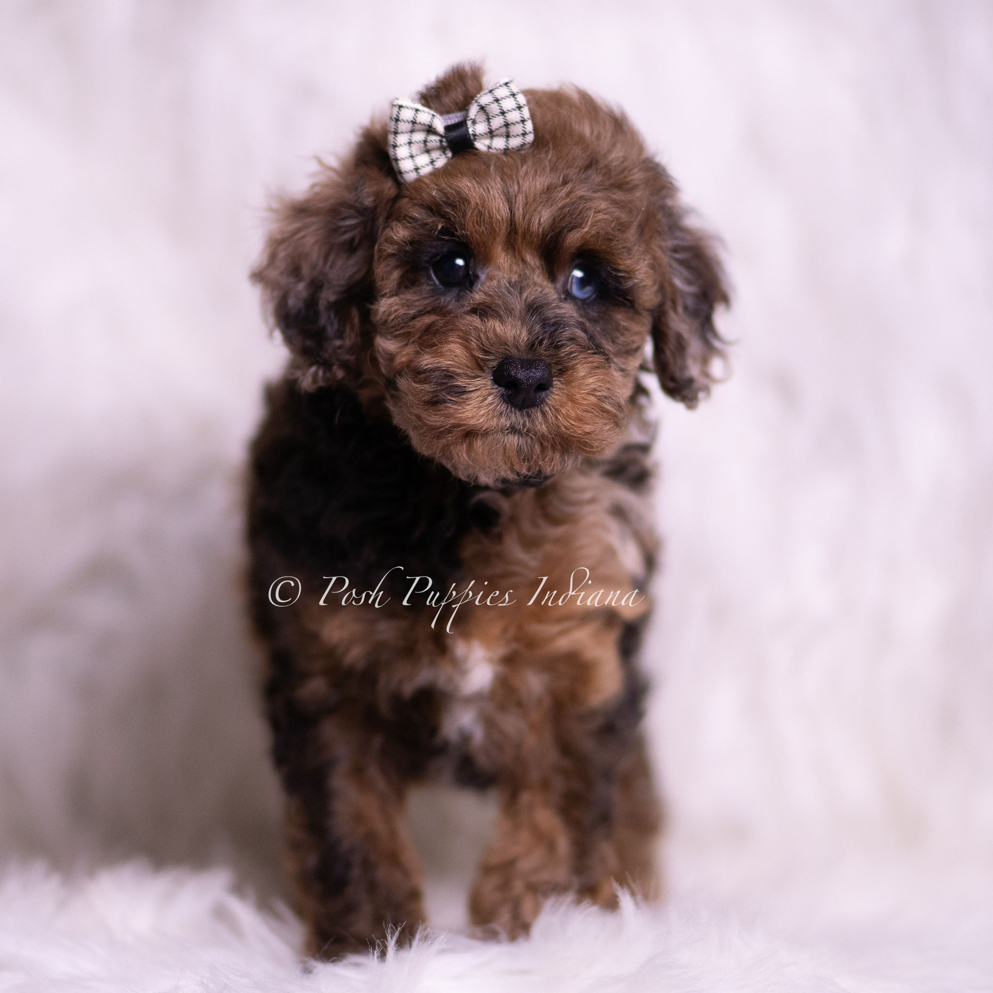 Sisco 💙 AKC Toy Poodle - Boy