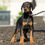Thumbnail: Freya 💖 AKC/UABR European Champion Lines Doberman - Girl