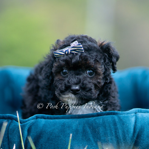 Digger 💙 AKC Toy Poodle - Boy | Posh Puppies Indiana