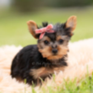 Callie 🩷 Yorkie - Girl