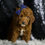Thumbnail: Crimson 🩵 F1BB Mini Goldendoodle - Boy