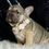 Thumbnail: Almond 💖 French Bulldog - AKC Female