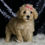 Thumbnail: Duckie 💖 F1B Mini Goldendoodle - Girl