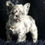 Thumbnail: Zander 🩵 AKC Fluffy French Bulldog -Male