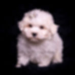 Thumbnail: Tiny Dink 💙 Maltese - Male