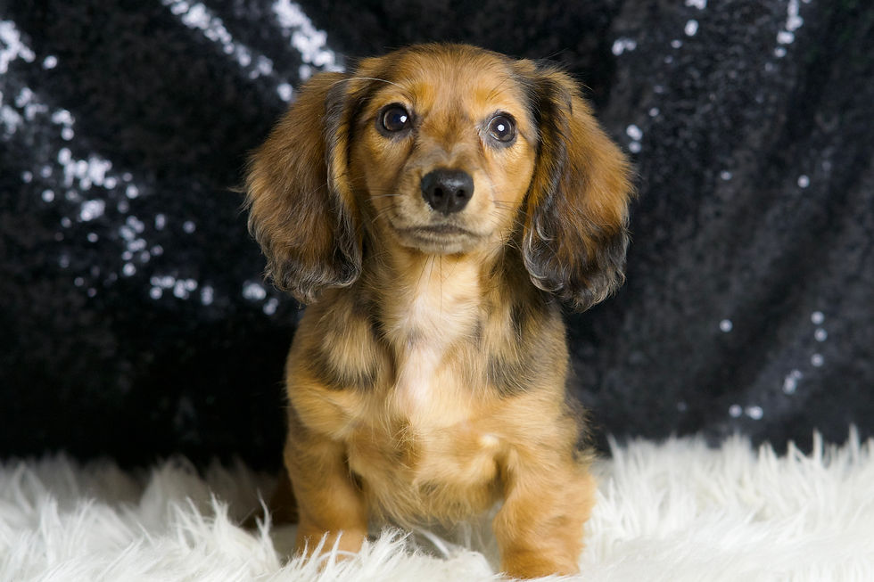 River 💖 AKC Miniature (Tweenie) Dachshund - Girl