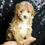 Thumbnail: Charity 💖 F1B Maltipoo -Girl