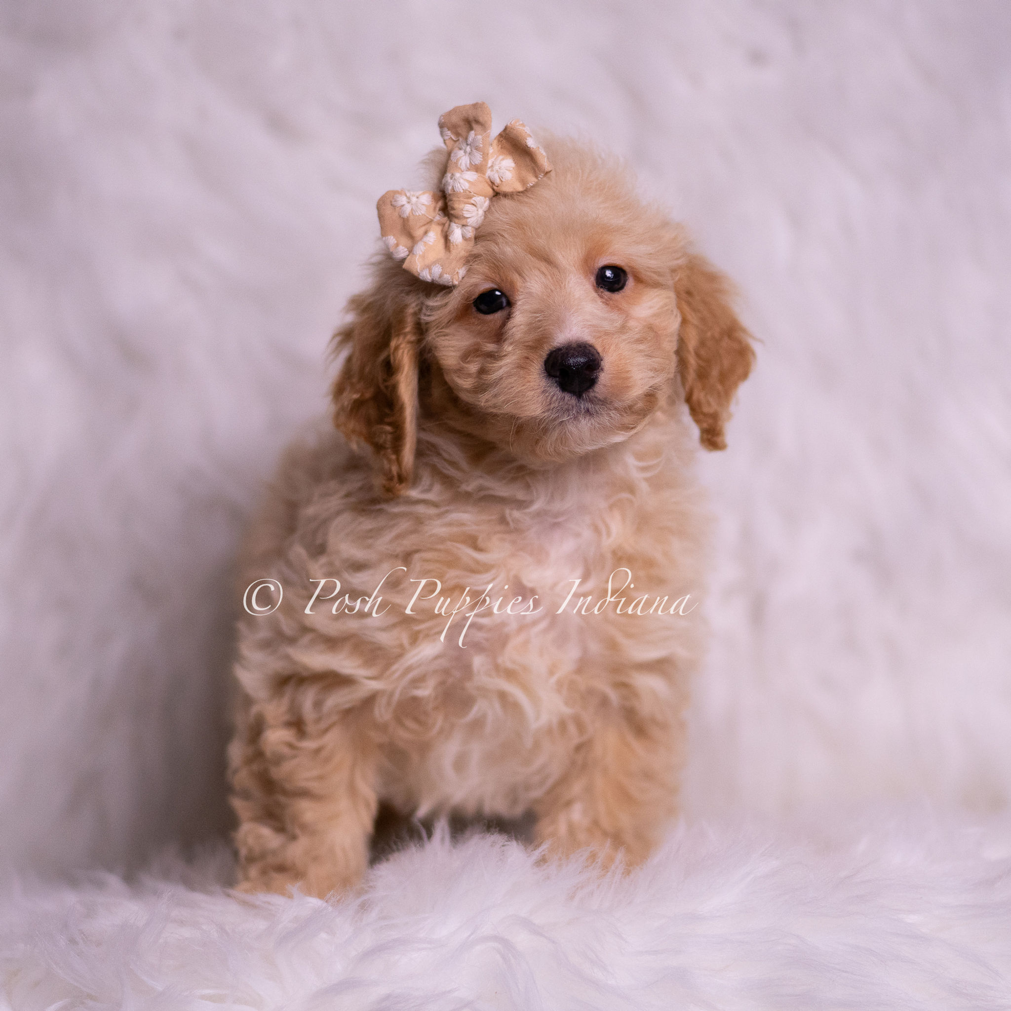 Leonis 💙 Multigen Miniature Goldendoodle- Boy