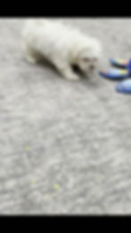 Thumbnail: Poof 💙 AKC Maltese - MALE