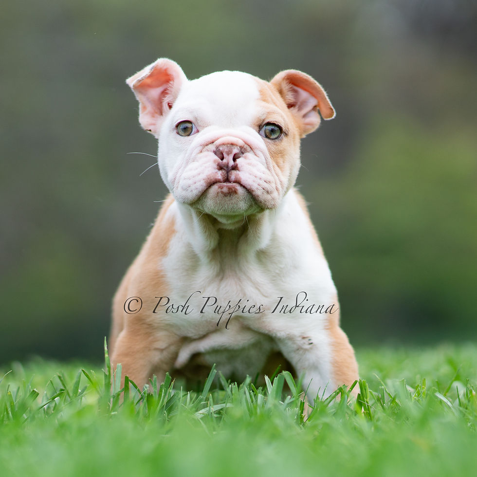 Thumbnail: Anastasia 🩷 AKC English Bulldog - Female
