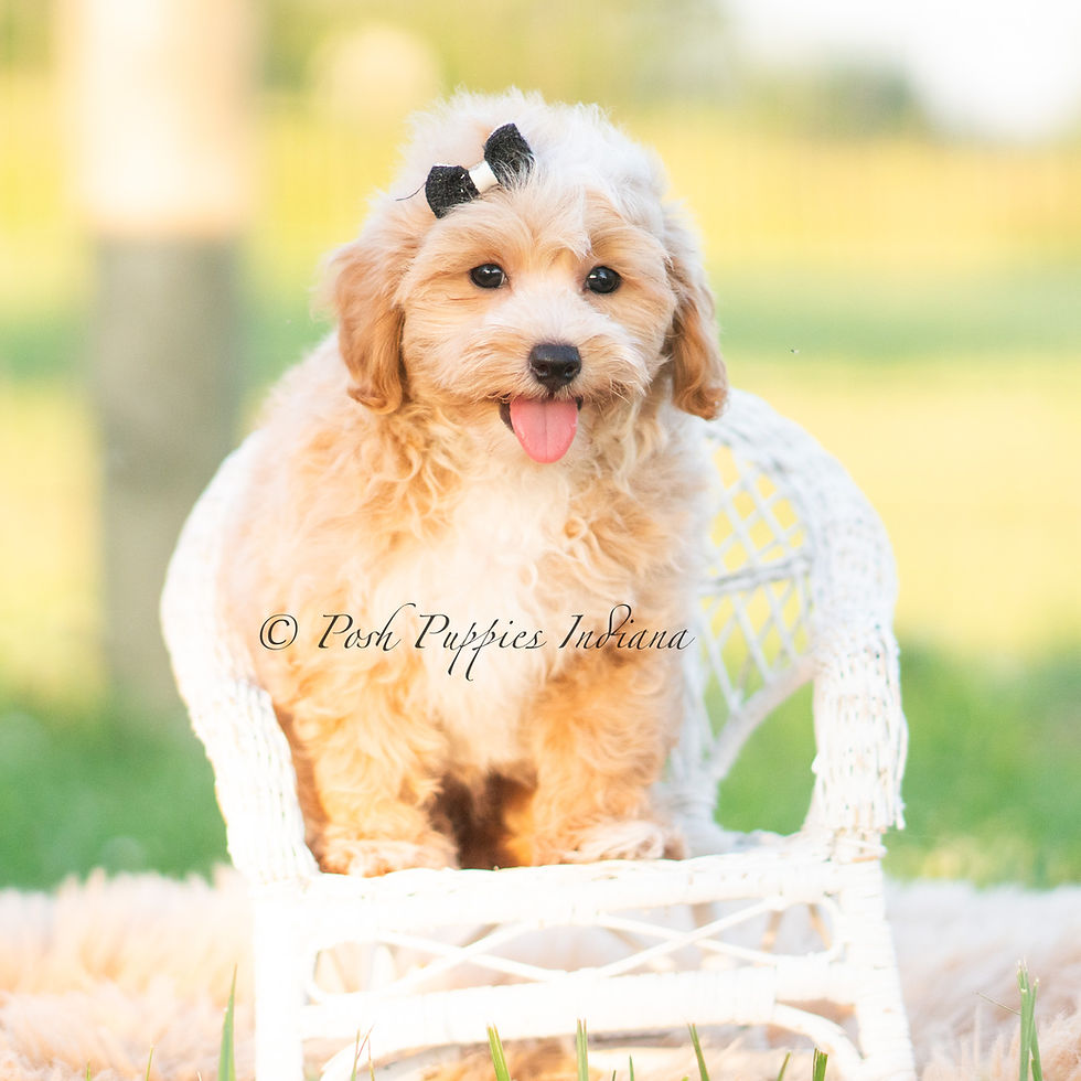 Thumbnail: Louie 💙 F1 Maltipoo - Boy