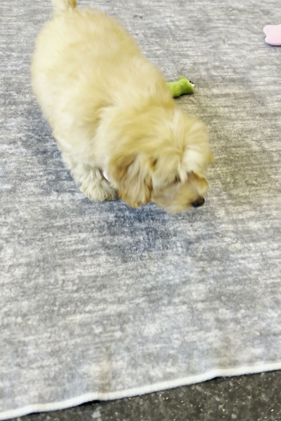 Thumbnail: Twinkle 🩷 F1B Maltipoo - Girl