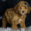 Thumbnail: Benjamin 🩵 F1BB Mini Goldendoodle - Boy